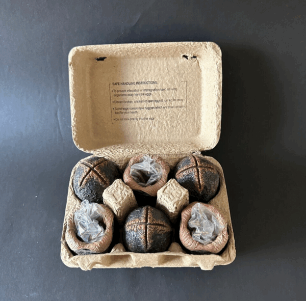 ALIEN Eggs Facehugger PVC Neca